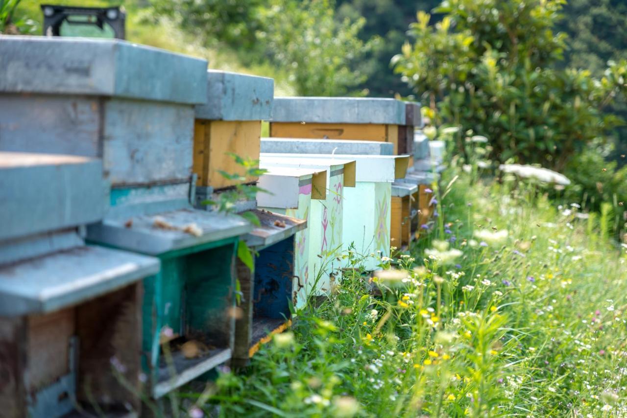Agriturismo Alveare Sul Lago ピゾーニェ エクステリア 写真